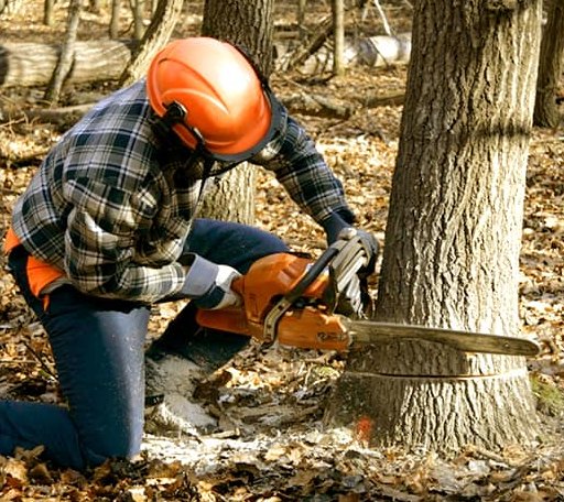 Tree Removal in Dawes, WV